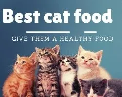 Consumer Reports Best Cat Food