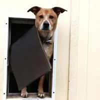 dog door reviews consumer reports