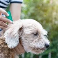 best flea and tick prevention for dogs consumer reports