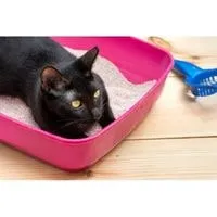 consumer reports cat litter boxes (2)