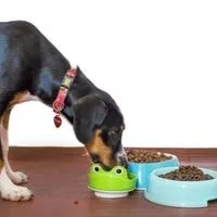best dog food for pitbulls at petsmart 2022