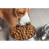 best dog food for heart murmur
